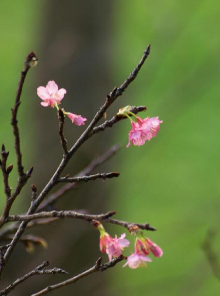根性桜花