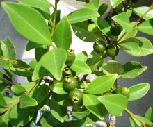 fruit