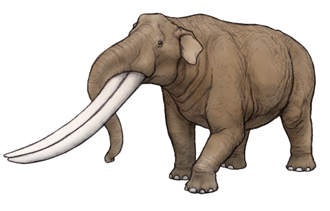 コウガゾウ