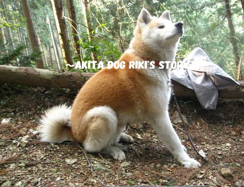秋田犬　リキの物語