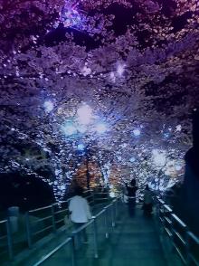 sakura2