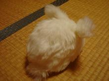 うさぎ