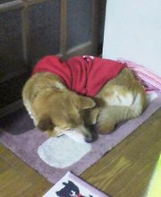 スヤスヤ２