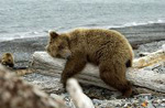 kuma