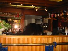 catinbrussels03