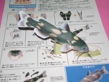 ネコギギ