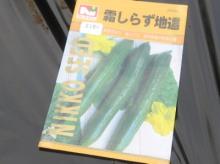キュウリの種