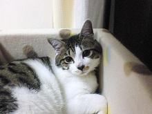 最近あたたかいですにゃぁ