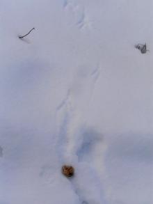 カラス