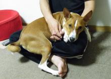 ボクはいい子にお留守番してたワン