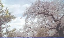 17_桜風景マゼンタ補正