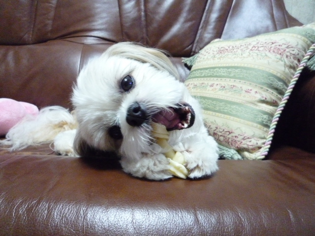 ふうちゃんの毎日☆マルシーズーのMIX犬☆