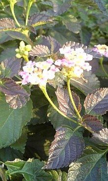 上山慶子 にょき★にょき★Blog-081230_153607.jpg