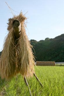 稲穂　2008年9月