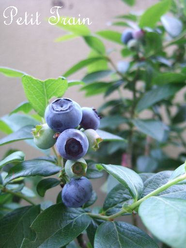 blueberry