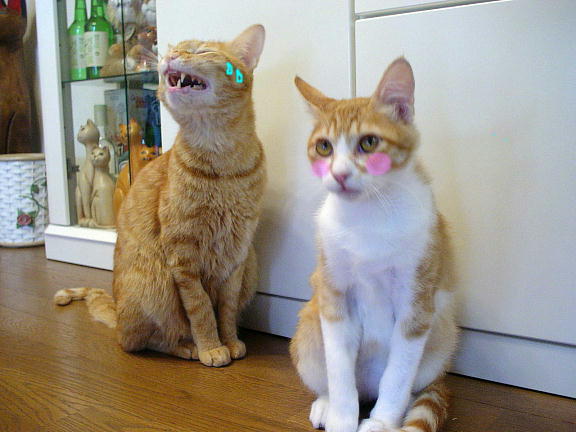 ふぅちゃん＆まめちゃん