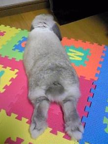 ~モコザイル~