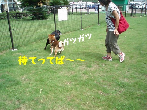 待て~~