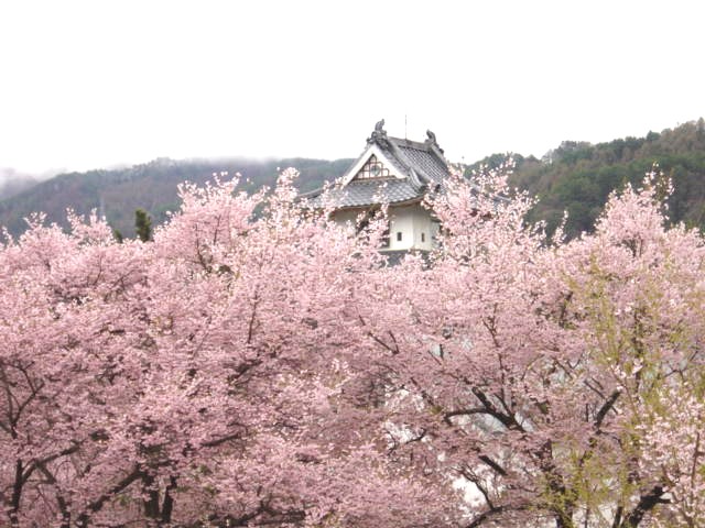 高遠の春(長野県伊那市高遠町)