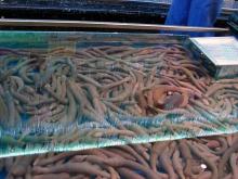 海腸生
