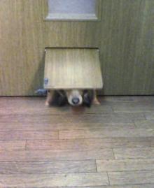 鼻