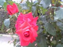 五月の薔薇-１