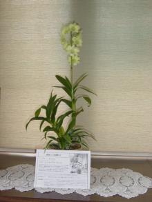 はなー4