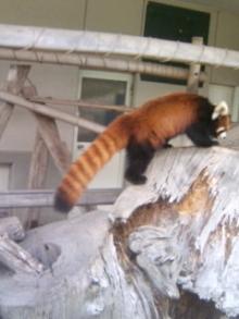 動物8