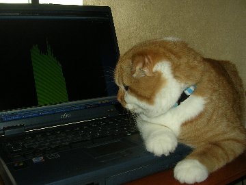くまきち