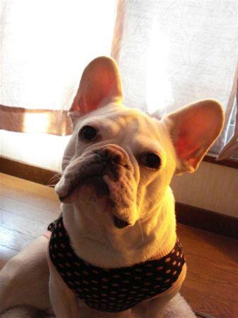 犬服 bean`s　みんなのフォトＢＯＸ