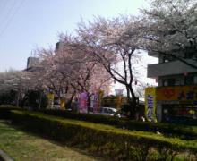 桜通1