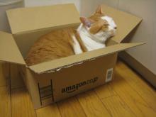 Amazon Cat