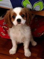 Nini