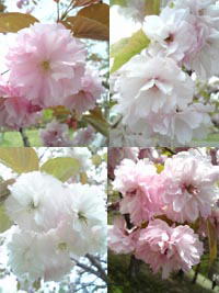 八重桜