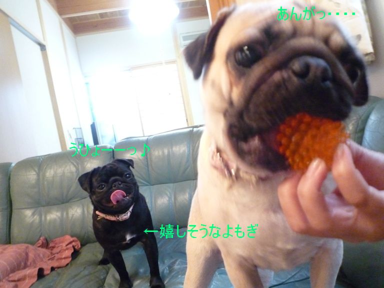 ガヴリエール・きなこ&よもぎ♪まったりパグLIFE♪