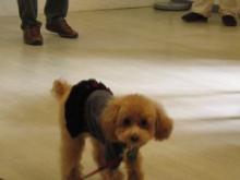 DogLifeDesignな仲間たち