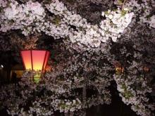造幣局の桜
