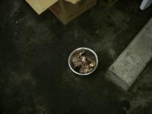 野良猫ブッチーニ
