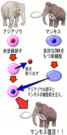 体細胞クローンによるマンモス復活