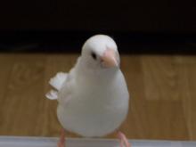 殿の視線