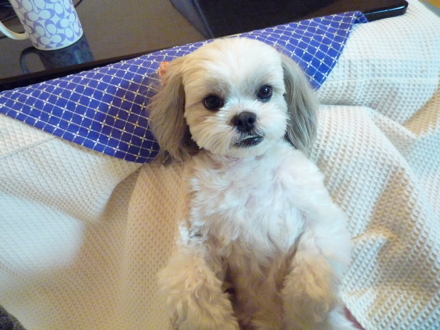 ふうちゃんの毎日☆マルシーズーのMIX犬☆