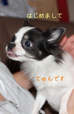 てゅん