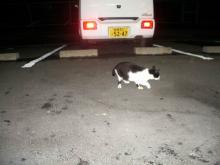 野良猫ブッチーニ