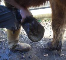 都会からスローライフへ「ふじさん牧場」