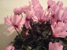 essence87☆blog