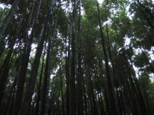 houkokuji
