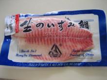 生のいずみ鯛