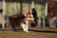 animal03