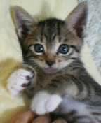 仔猫
