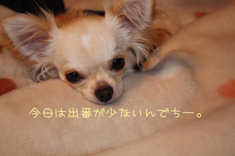 チワワ　ルイ型(・∀・。)タラちゃんもいるよ。